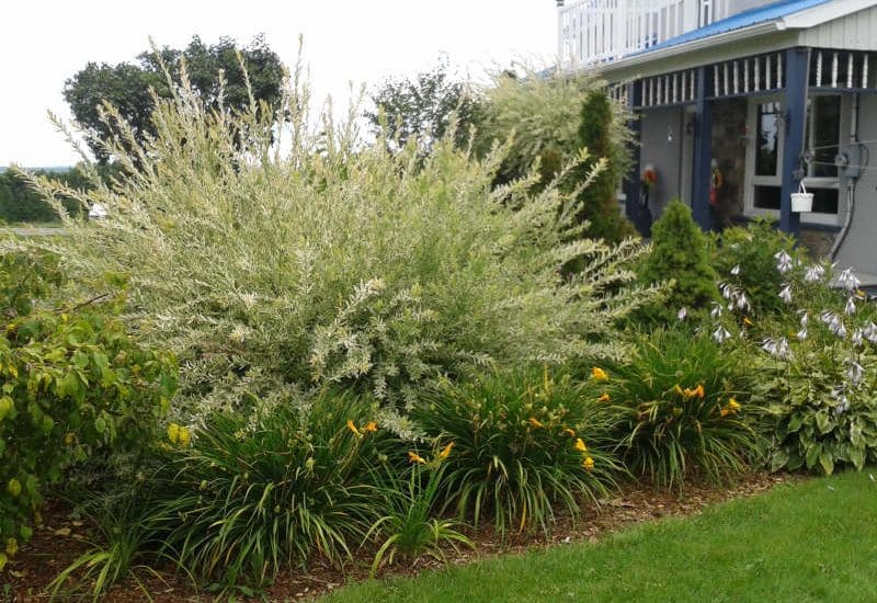 Quelle est la meilleure période pour tailler un saule crevette